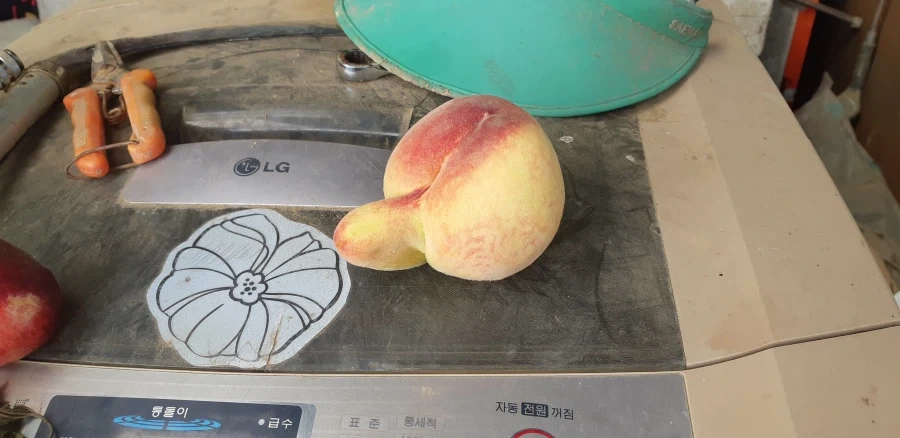 강아지 파양사유 레전드 이미지 4