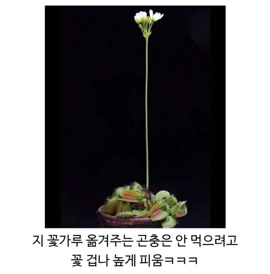 파리지옥 은근 어이없는 점_2.webp