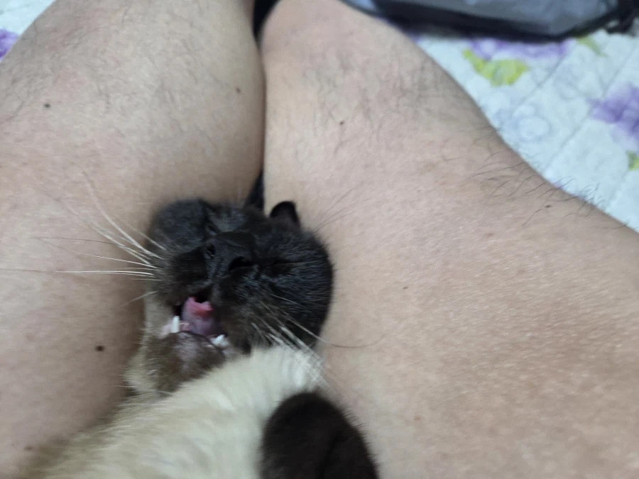 옆집에 엘프미녀가 이사온.JPG 대표 이미지