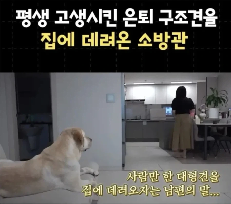 괴이 고양이와 함께 사는 마을.jpg 대표 이미지