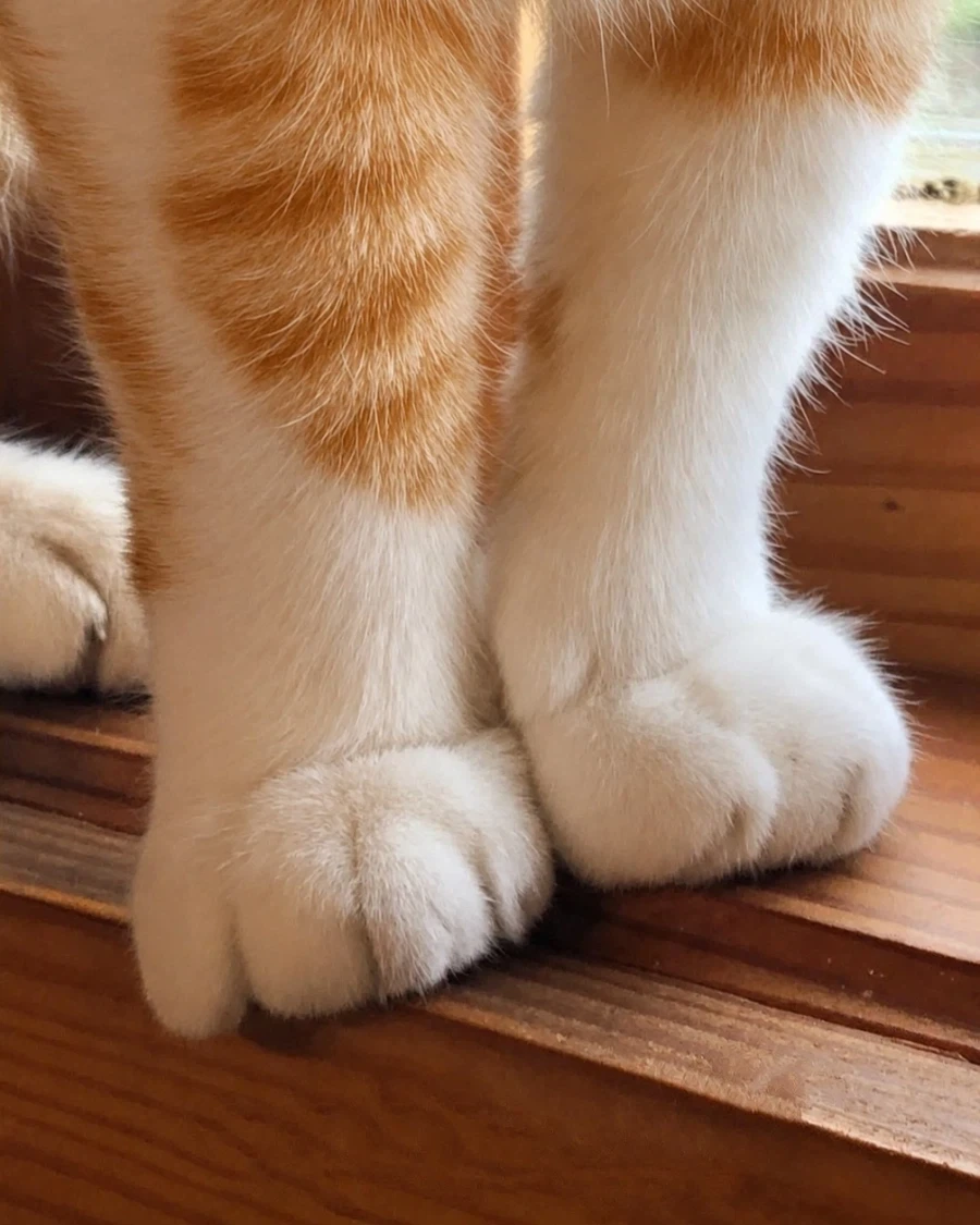 고양이 흰양말 모음..._3.webp