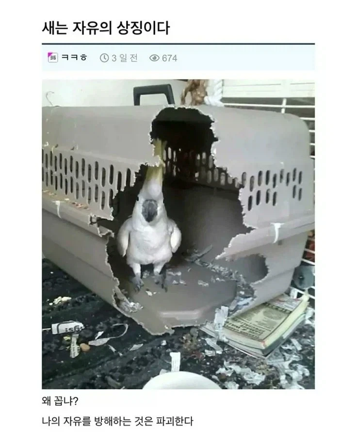 미국 벌 이미지 2