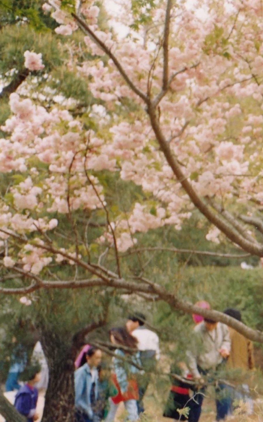1980년대 사진들.JPG_24.webp