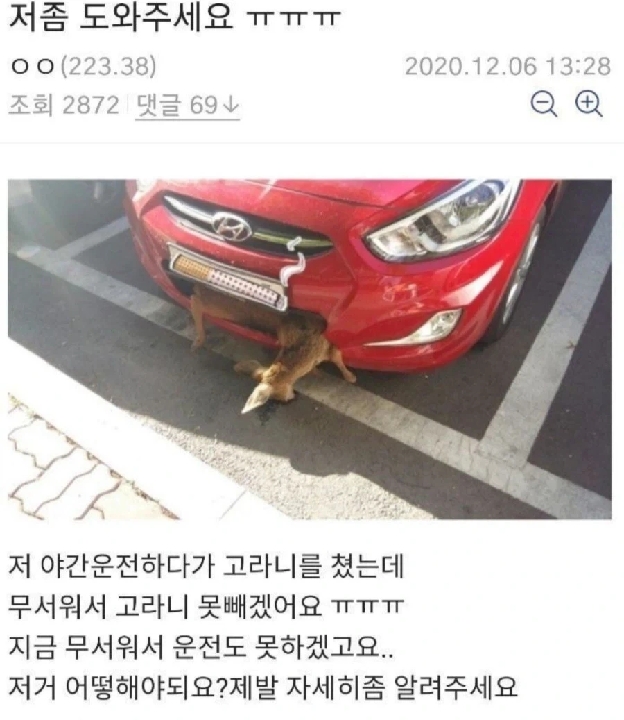 분노의 질주 고라니 에디션_3.webp