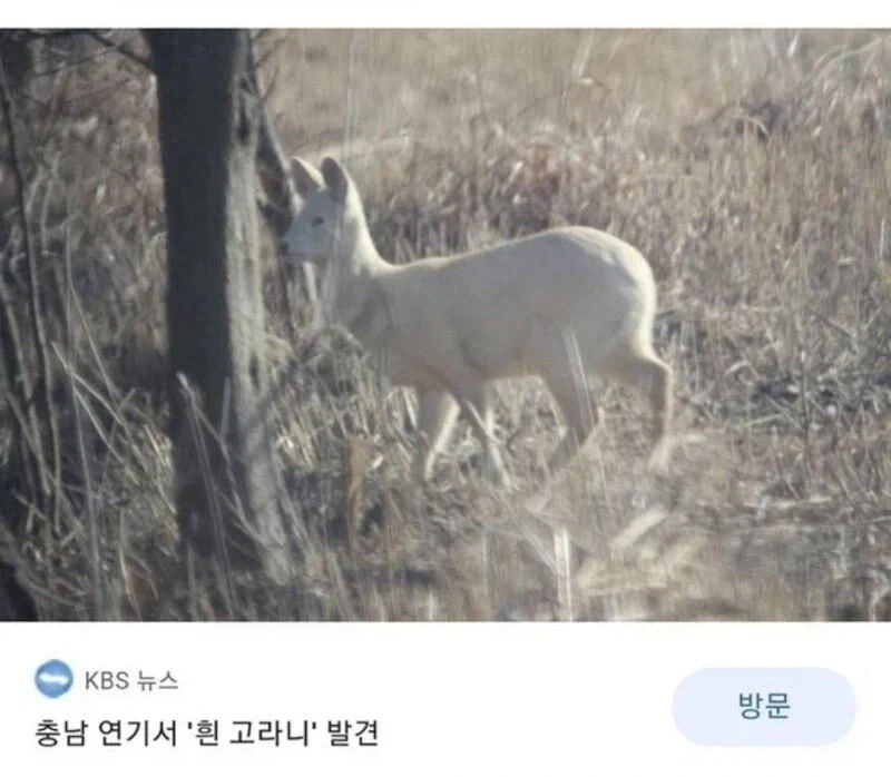 동물 유튜버에게 온 메세지_2.webp