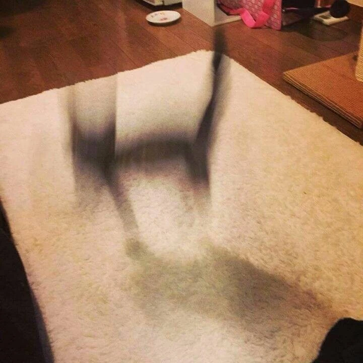 검은 고양이가 옛날부터 흉조로 여겨진 이유_10.jpeg
