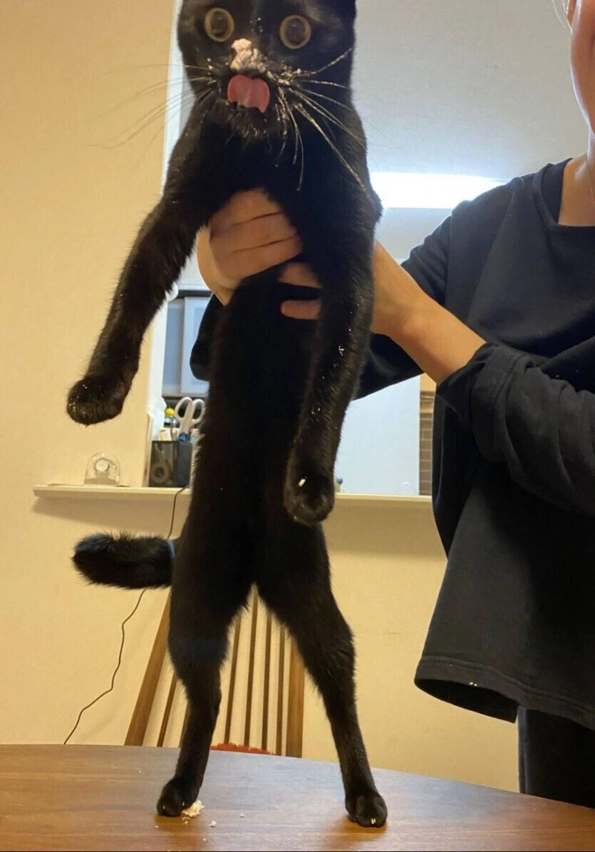 너무너무 귀여운 검은 고양이_6.webp