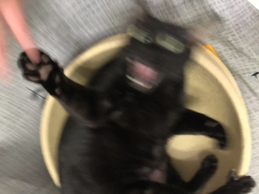너무너무 귀여운 검은 고양이_8.webp