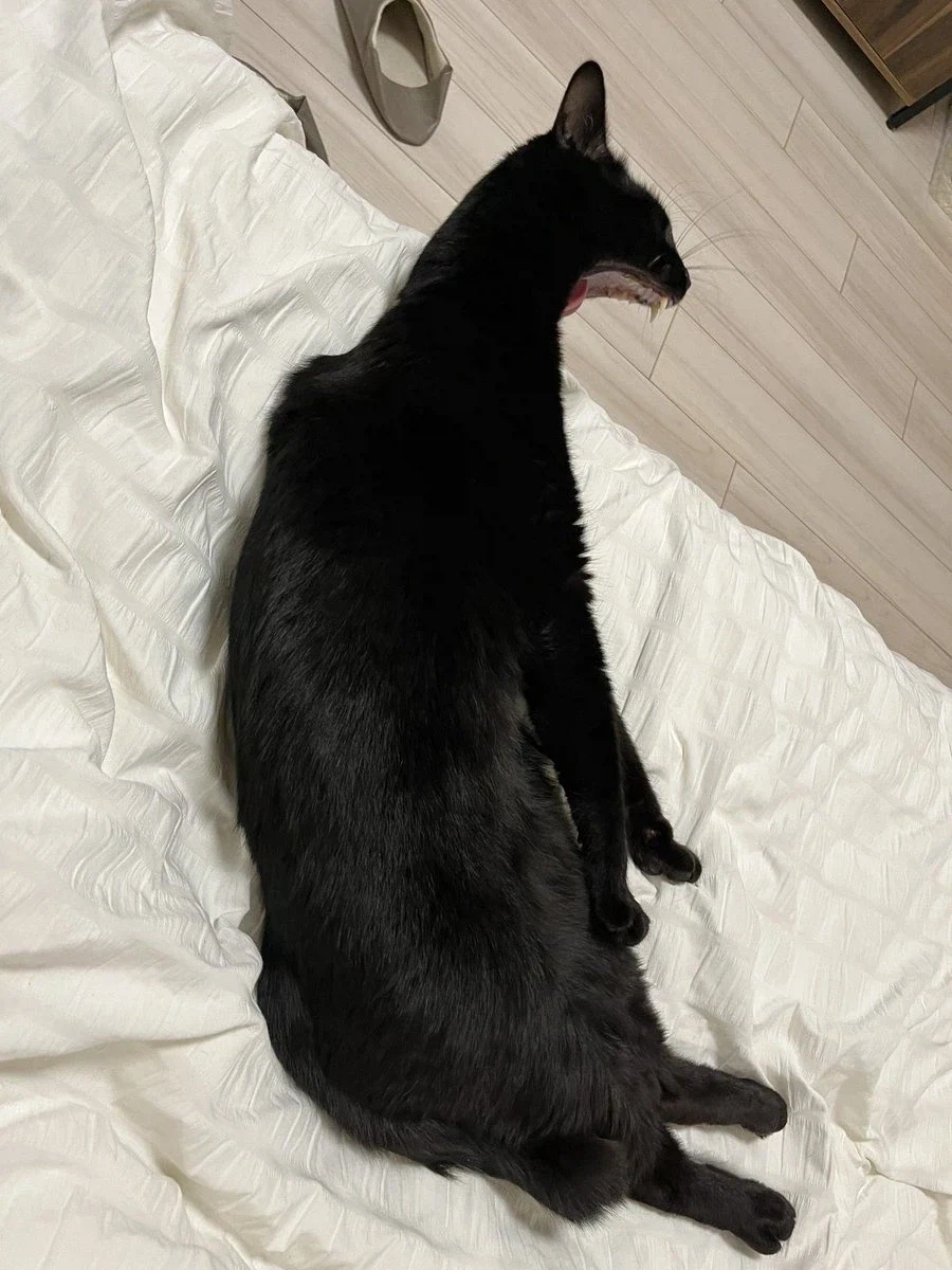 너무너무 귀여운 검은 고양이_9.webp