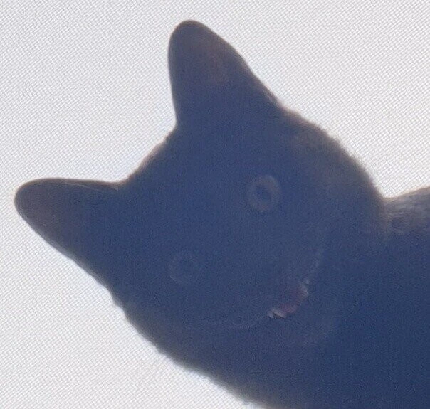 검은 고양이가 옛날부터 흉조로 여겨진 이유_2.jpeg