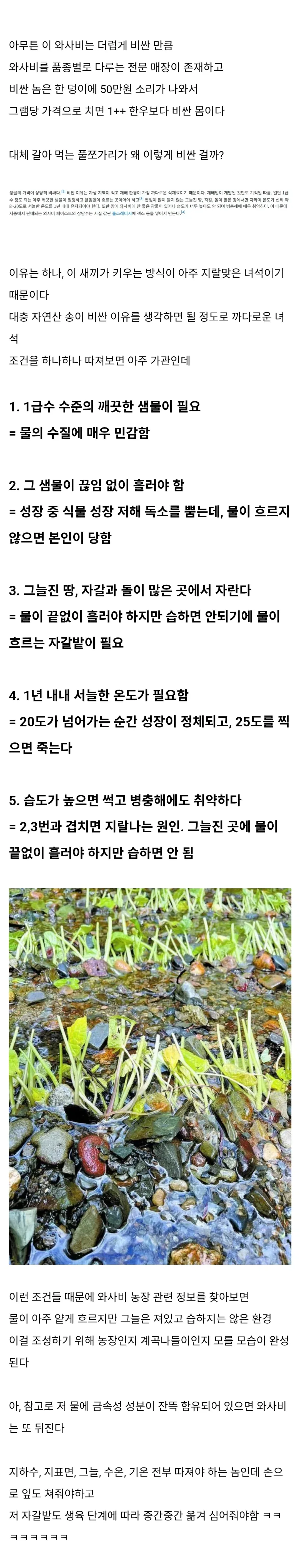 와사비가 비싼 이유.jpg_2.webp