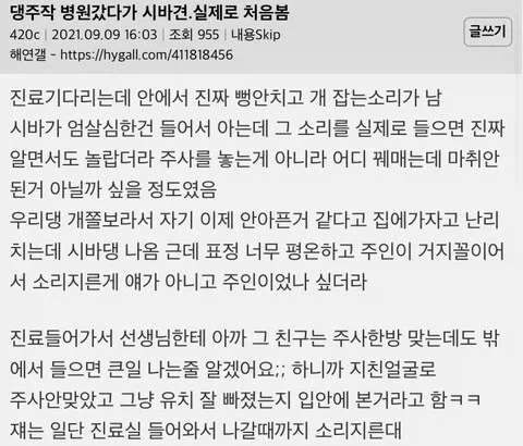 시바견 엄살 레전드_2.webp