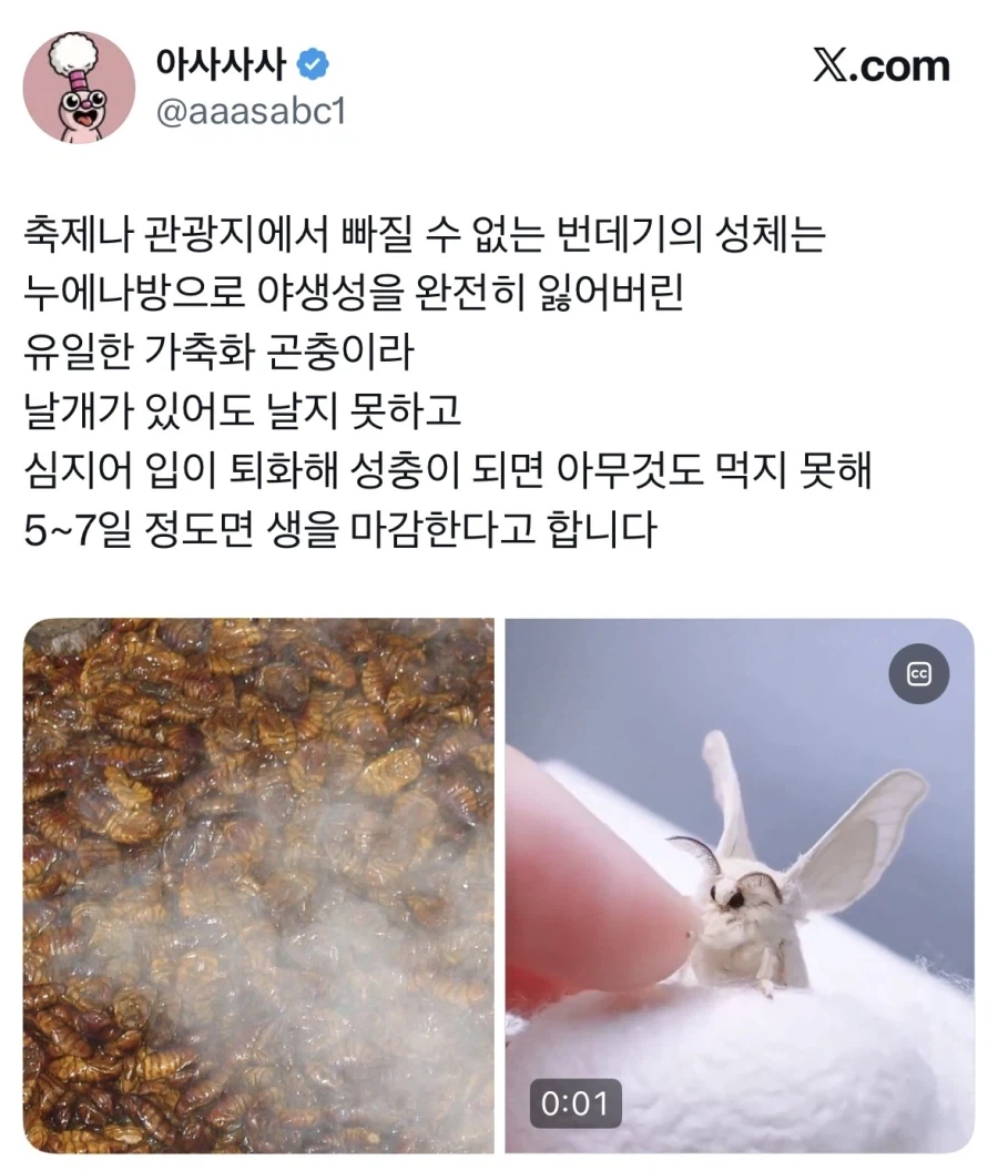 순도 100%광기의 팝콘무비.jpg 이미지 3