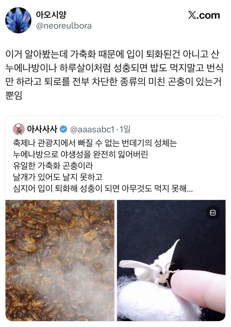 성체가 되면 입이 퇴화하는 동물.jpg_2.webp