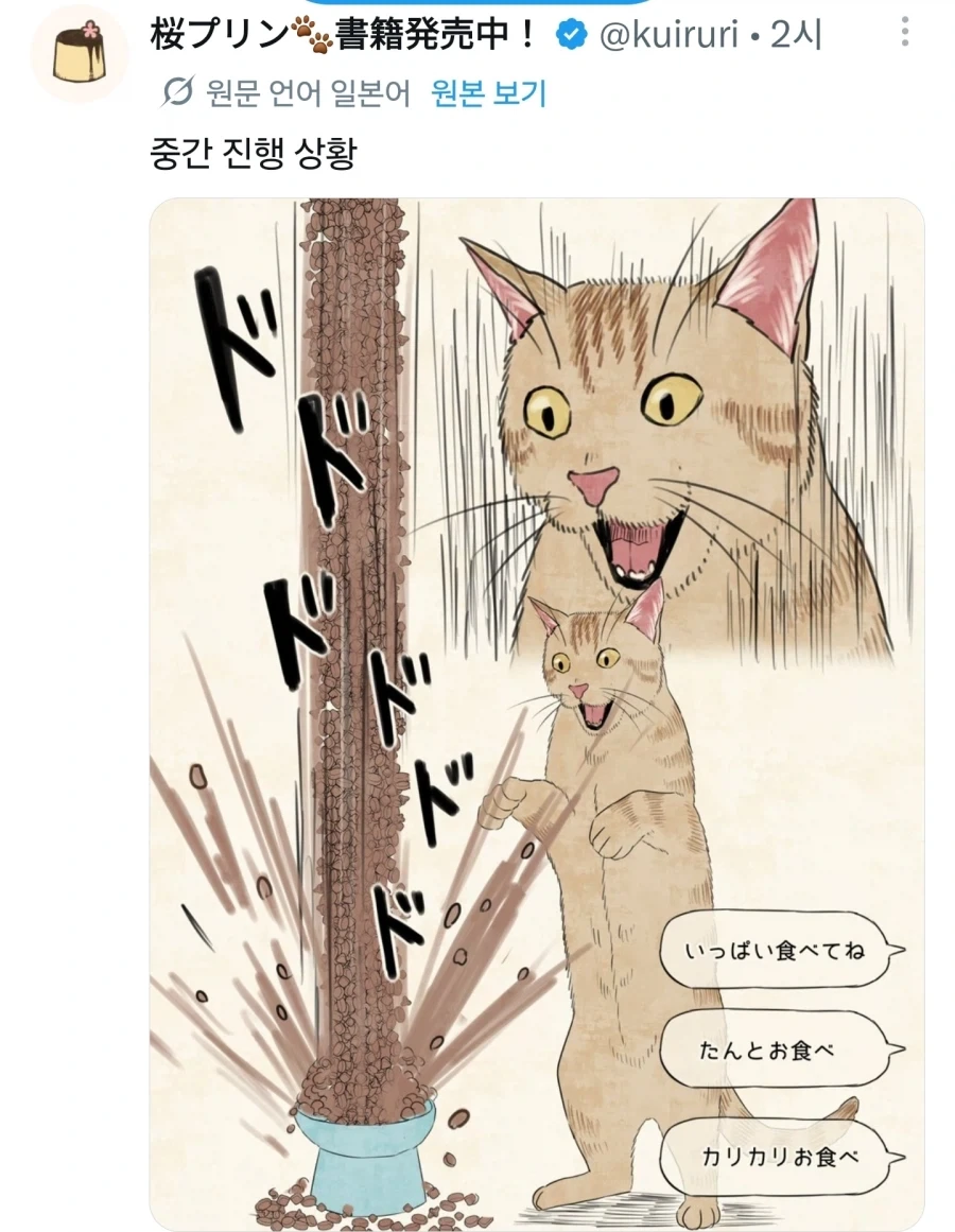 좋아요수에 사료 받는 고양이.jpg_2.webp