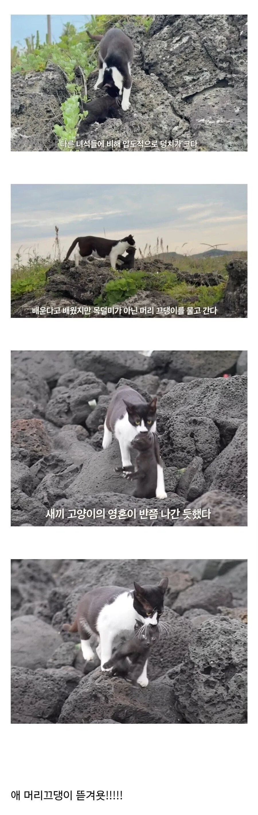 콘솔 멀티 유료로 많은 사람들이 잘못 아는 거 대표 이미지