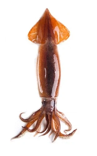 하루종일 침대에서 뒹굴거리는 도로롱 대표 이미지
