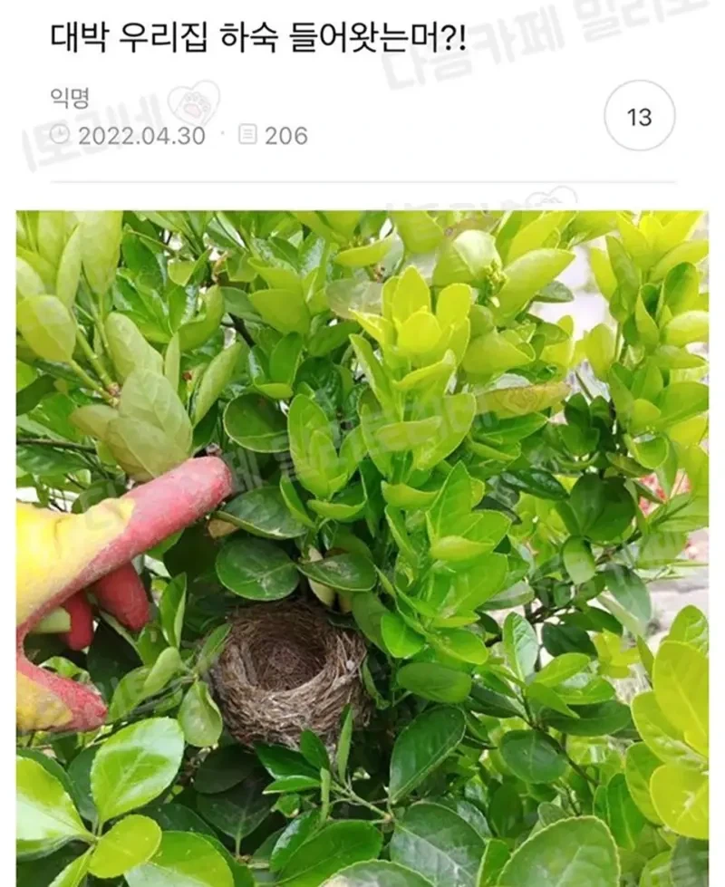 명보가 미국 시민권을 획득했을때 예상되는 장면 이미지 2