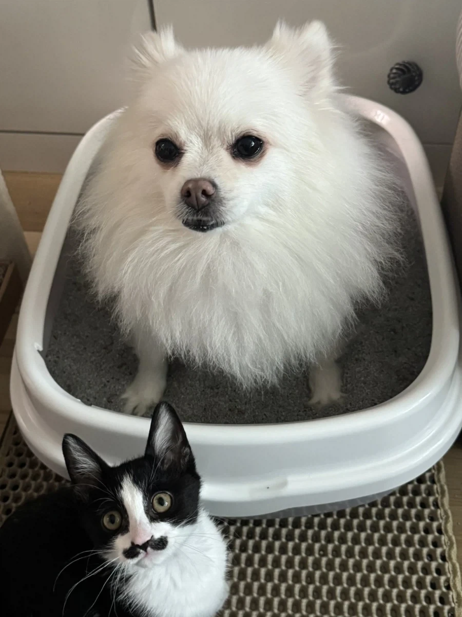 강아지 : 집사야....? 집사야??????_3.webp