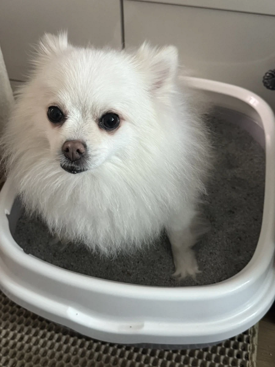 강아지 : 집사야....? 집사야??????_4.webp