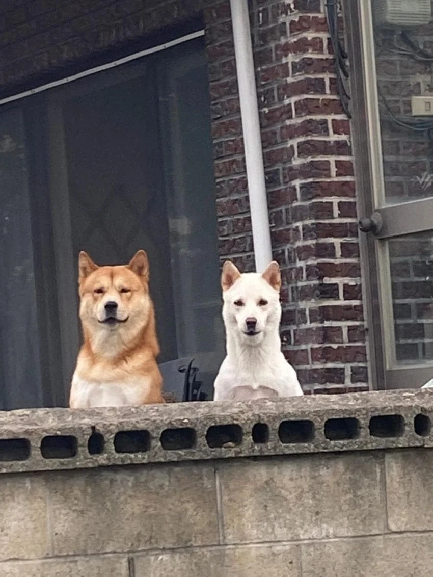 치치, 아냐가 다 먹으면 남국사람 되는 음식 가져왔어 대표 이미지