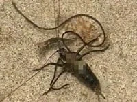 갈색여치를 언론에서 재앙급으로 묘사하는데_2.webp