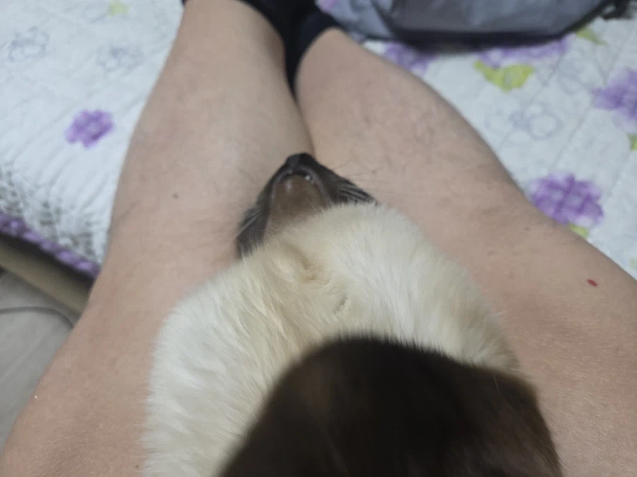 우울하면 고양이와 함께하면 치유됩니다~_7.webp