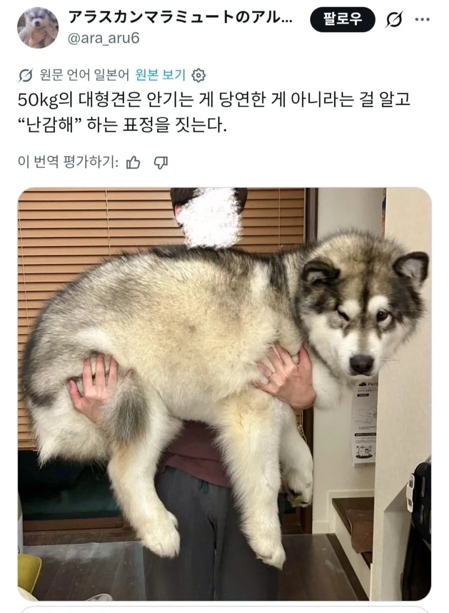 안겨있는걸 당연하다고 여기는 강아지들.JPG_2.webp