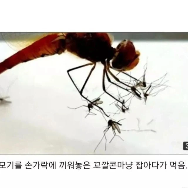 야구 선수를 극한직업으로 만드는데 상당지분 담당하는거 대표 이미지