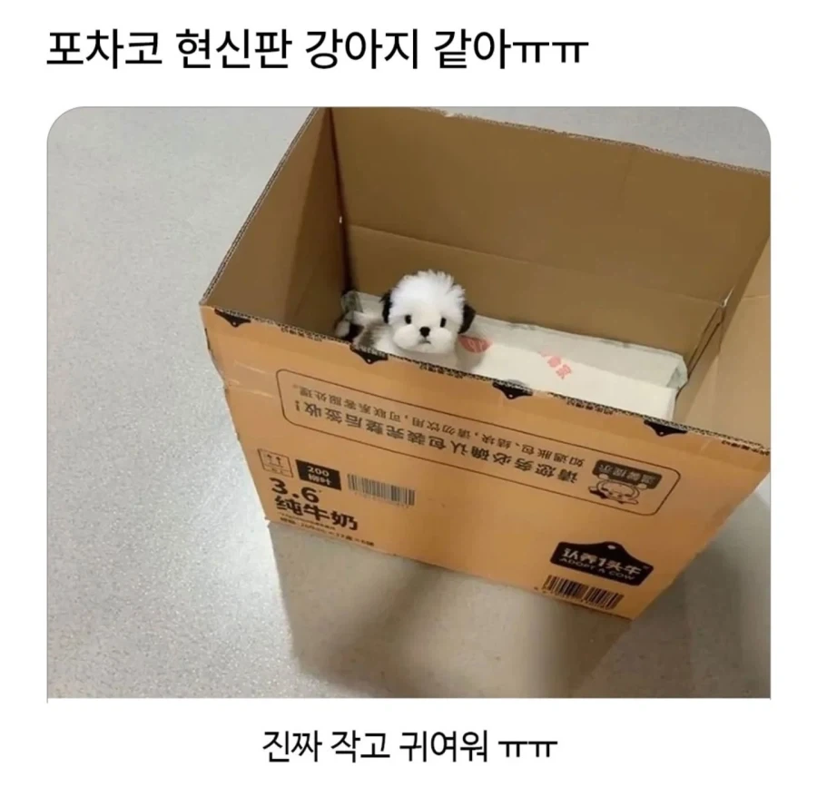 산리오 캐릭터 포차코 현실판 같다는 강아지.jpg_2.webp