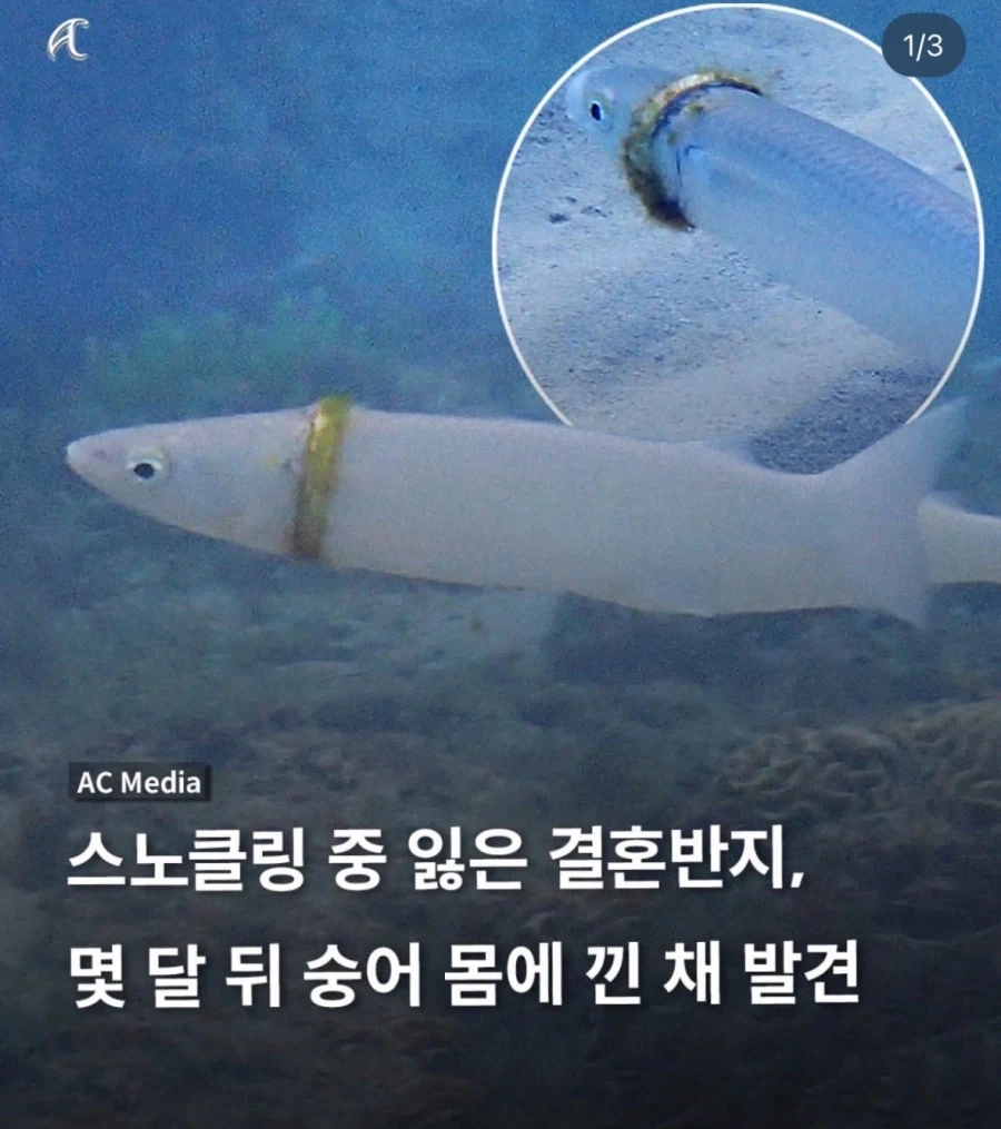 한반도의 미래 밝아짐.jpg 이미지 3