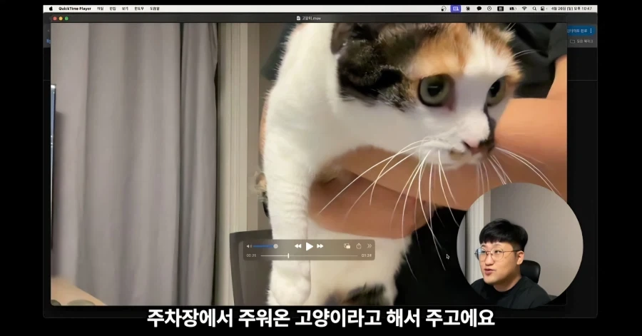 유튜브에서 고양이 얼굴이 썸네일이면 조회수가 더 나올까 실험한 영상_9.webp