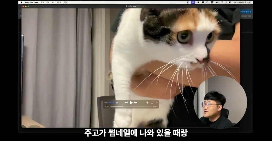 유튜브에서 고양이 얼굴이 썸네일이면 조회수가 더 나올까 실험한 영상_10.webp