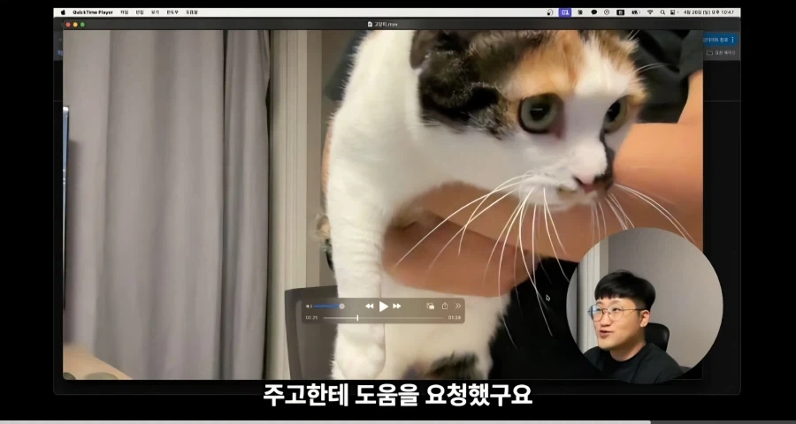 유튜브에서 고양이 얼굴이 썸네일이면 조회수가 더 나올까 실험한 영상_13.webp