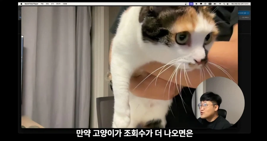 유튜브에서 고양이 얼굴이 썸네일이면 조회수가 더 나올까 실험한 영상_14.webp