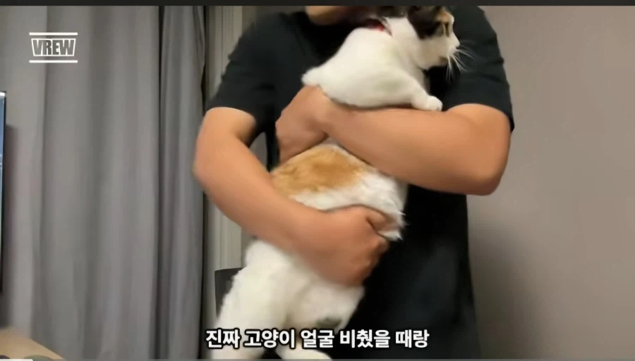 유튜브에서 고양이 얼굴이 썸네일이면 조회수가 더 나올까 실험한 영상_18.webp