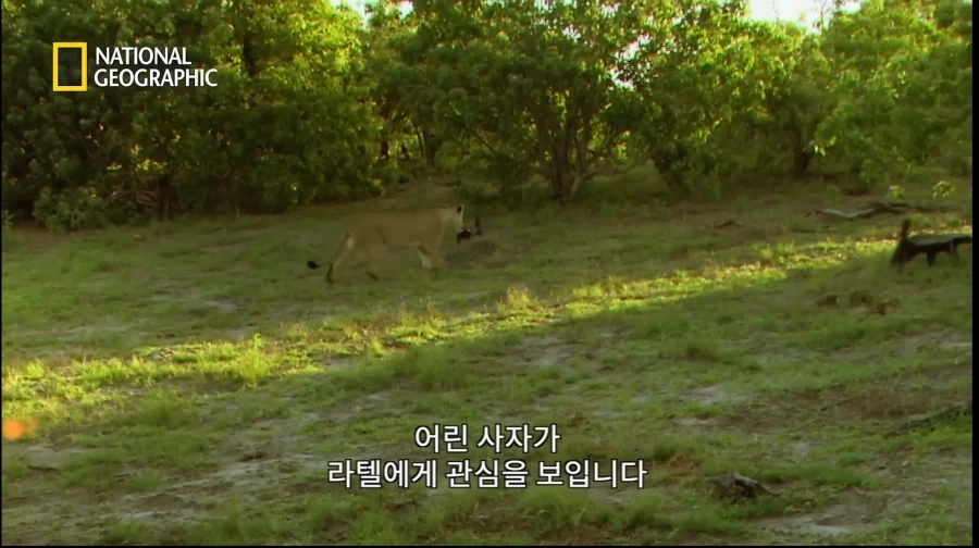 신데렐라 - 죠죠의 기묘한 모험 Ver. 이미지 3