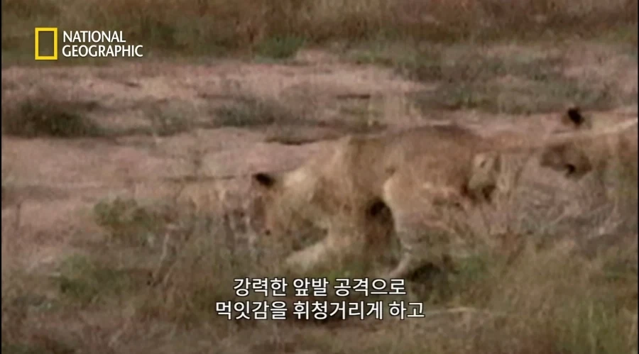아성체 암사자 4마리 VS 아프리카 벌꿀오소리(라텔) 1마리의 대결_5.webp