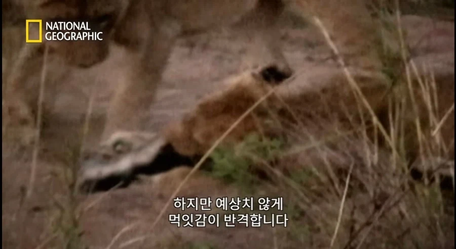 아성체 암사자 4마리 VS 아프리카 벌꿀오소리(라텔) 1마리의 대결_8.webp