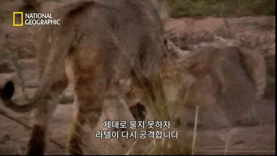 아성체 암사자 4마리 VS 아프리카 벌꿀오소리(라텔) 1마리의 대결_10.webp
