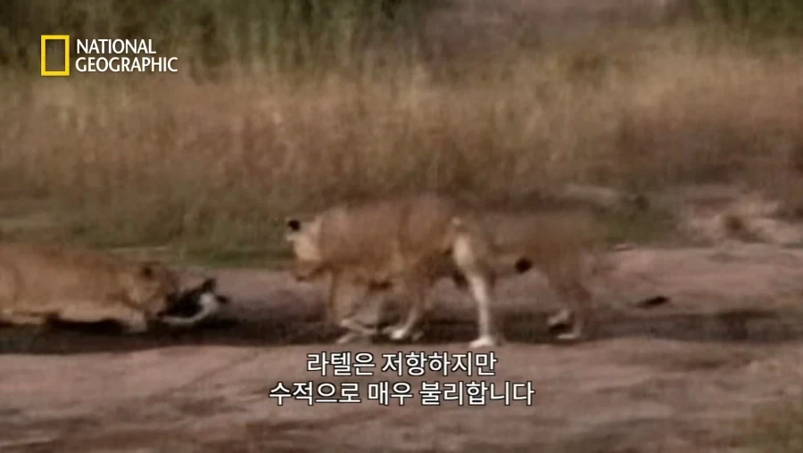 아성체 암사자 4마리 VS 아프리카 벌꿀오소리(라텔) 1마리의 대결_11.webp
