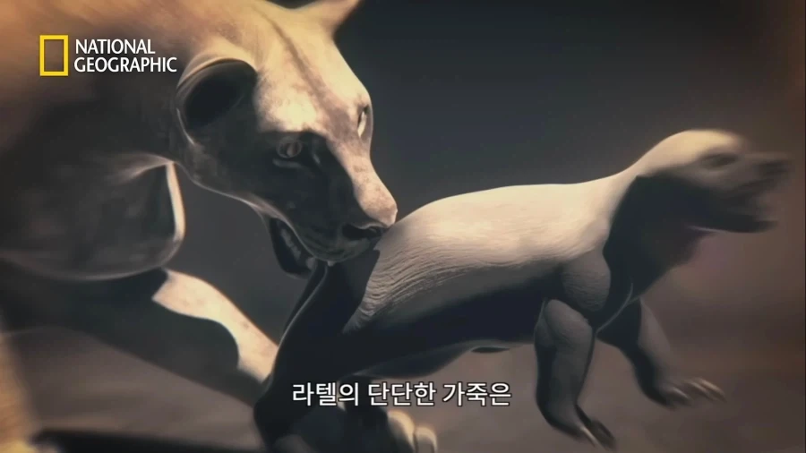 아성체 암사자 4마리 VS 아프리카 벌꿀오소리(라텔) 1마리의 대결_14.webp