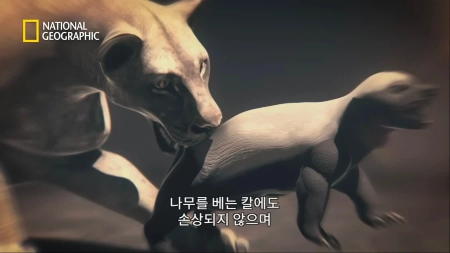 아성체 암사자 4마리 VS 아프리카 벌꿀오소리(라텔) 1마리의 대결_15.webp