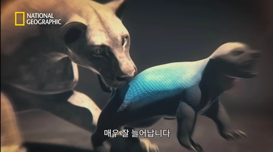 아성체 암사자 4마리 VS 아프리카 벌꿀오소리(라텔) 1마리의 대결_16.webp