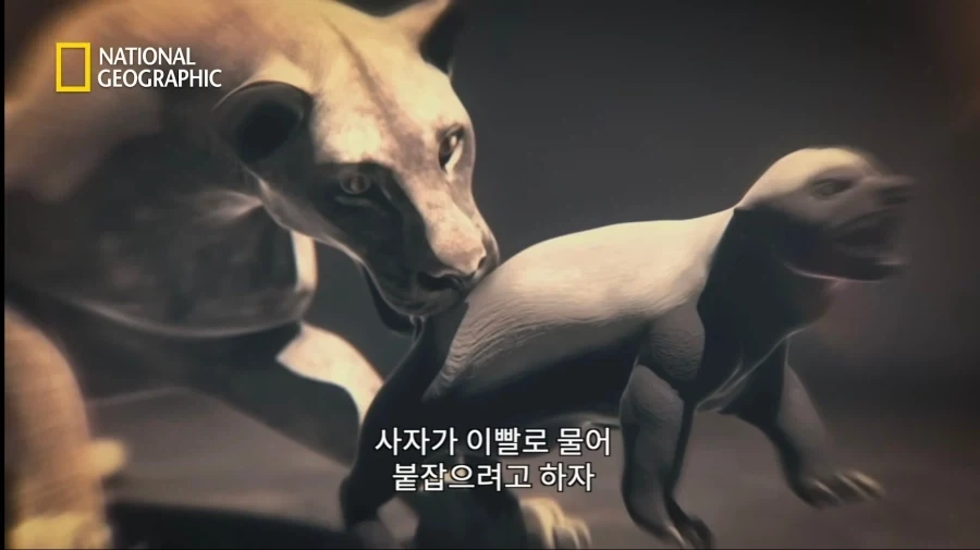 아성체 암사자 4마리 VS 아프리카 벌꿀오소리(라텔) 1마리의 대결_17.webp