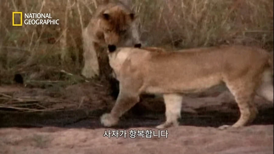 아성체 암사자 4마리 VS 아프리카 벌꿀오소리(라텔) 1마리의 대결_22.webp