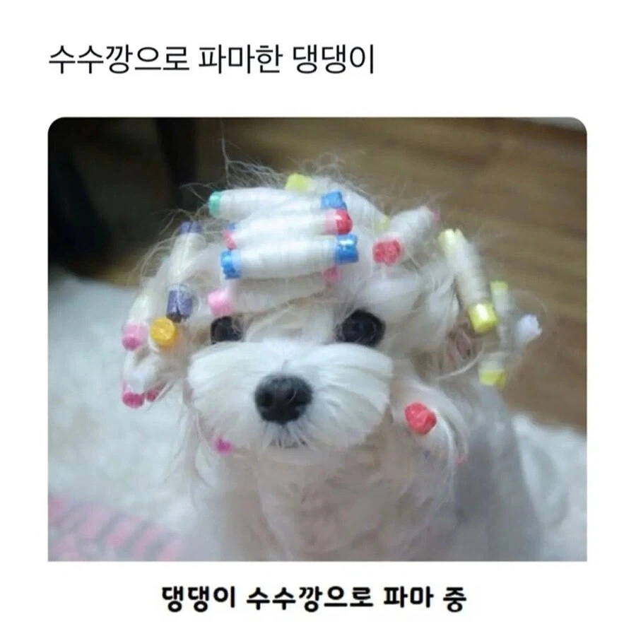 유튜브 댓글 최신순을 보고 인류애를 잃은 사람 대표 이미지