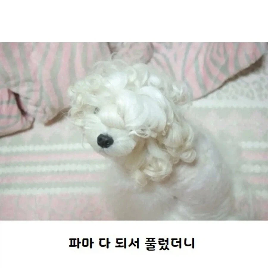 수수깡으로 파마한 멍뭉이.jpg_2.webp