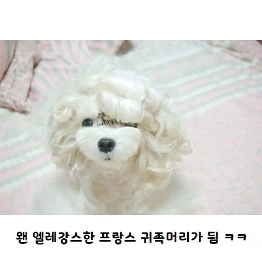수수깡으로 파마한 멍뭉이.jpg_3.webp