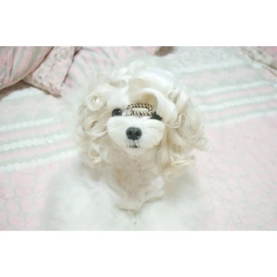 수수깡으로 파마한 멍뭉이.jpg_4.webp